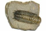 Crotalocephalina Trilobite - Atchana, Morocco #359521-1